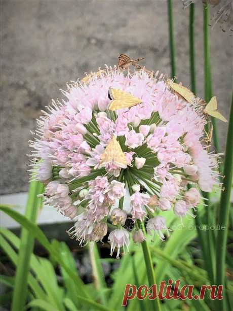 Сюрприз к концу сезона — на огород напало полчище всеядных мотыльков
Еще в будни соседи по даче звонили и говорили, что на наших...
Читай дальше на сайте. Жми подробнее ➡