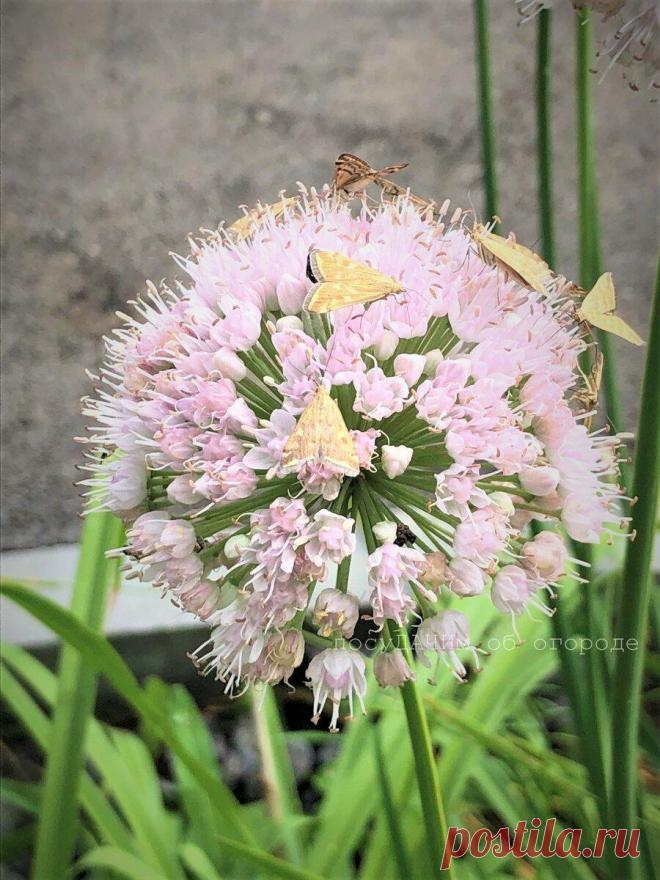 Сюрприз к концу сезона — на огород напало полчище всеядных мотыльков
Еще в будни соседи по даче звонили и говорили, что на наших...
Читай дальше на сайте. Жми подробнее ➡