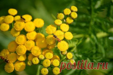 Посадите это растение у себя на даче: забудете о тле. Среди многообразия садовых культур существует одна, способная защитить весь участок от нашествия тли и других вредителей.