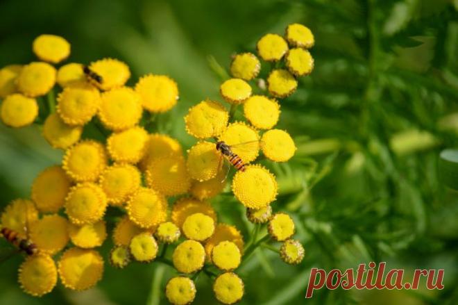 Посадите это растение у себя на даче: забудете о тле. Среди многообразия садовых культур существует одна, способная защитить весь участок от нашествия тли и других вредителей.