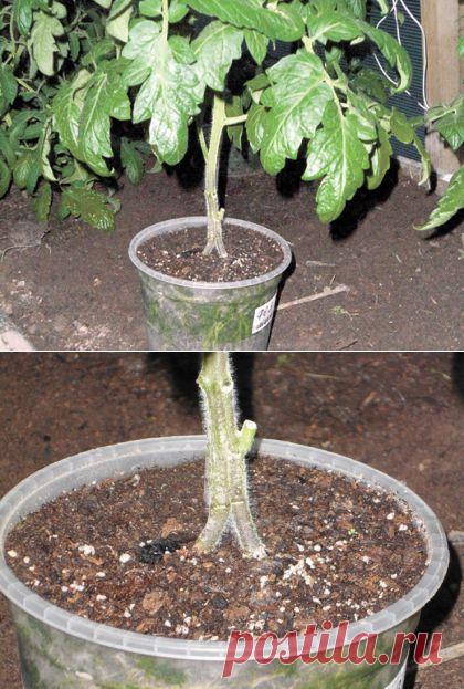 Секреты сращивания стеблей томатов.