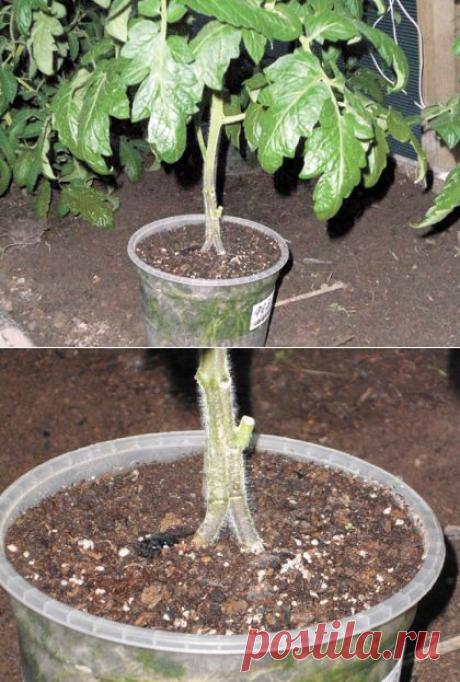Секреты сращивания стеблей томатов.
