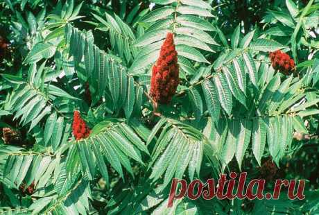 СУМАХ ПУШИСТЫЙ (с. уксусный) — Rhus typhina L.