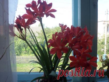 Дачные хитрости
Татьяна Мамчиц