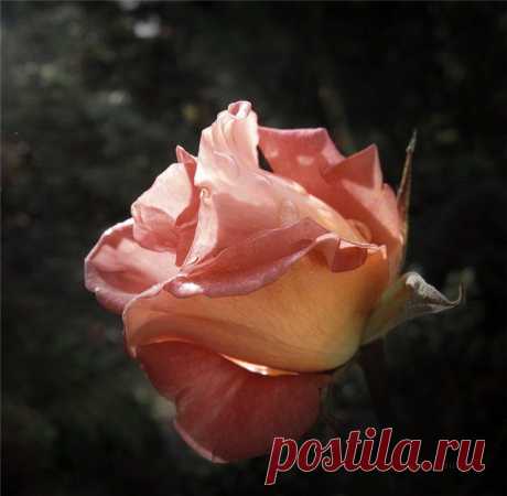 Распустилась в саду нашем роза, 
Словно ангел, воздушна, нежна. 
И шипы — будто в сердце занозы — 
Так пышна, грациозна она! 
Как прекрасная фея-принцесса, 
Цвет лазурного неба храня, 
На балу у цветов — баронесса! 
Горделиво стоит, лепестками звеня... 
Разнеслись ароматы по саду, 
И вскружилась моя голова! 
Чудной розе всегда буду рада — 
И не выразить это в словах!