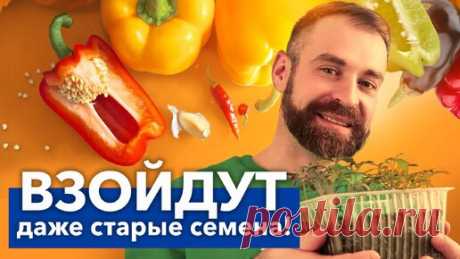 Сумасшедшая всхожесть любых семян! Простой способ разбудить семена перца и не потратить ни копейки | Procvetok | Дзен