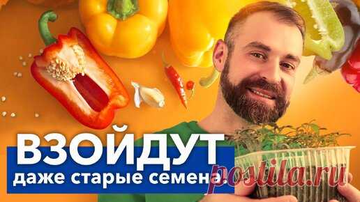 Сумасшедшая всхожесть любых семян! Простой способ разбудить семена перца и не потратить ни копейки | Procvetok | Дзен