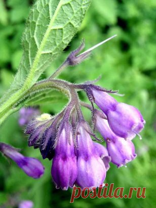 МАЗЬ ИЗ ЖИВОКОСТА ЛЕЧИТ МЕЖПОЗВОНКОВУЮ ГРЫЖУ 
Одной из довольно эффективных считается мазь, а также настойка из окопника, который в народе часто называют живокостом или же костоломом. 
Так окопник помогает при сращивании костей, снимает суставные боли, отеки, способствует рассасыванию грыжи. 
Итак, ингредиенты для мази из корня окопника: 
Сухой корень окопника (свежий) - 1/2 кг. (500 грамм). 
Сосновая живица - 70 грамм. 
Свиной внутренний жир - 350 грамм. 
Водки - 300 мл. 
Как приготовить.