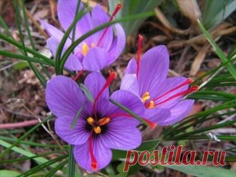 Шафран – красное золото Востока