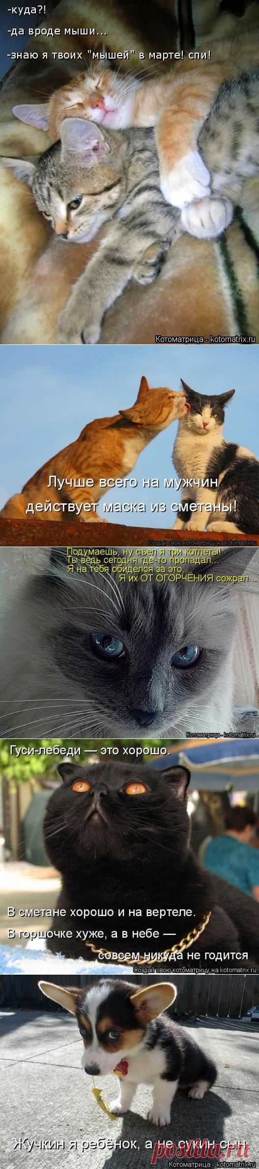 Предупреждающие знаки (котоматрица)