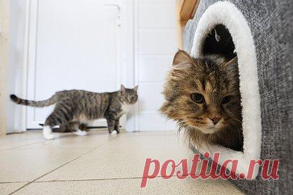 В России захотели наказывать за плохое содержание животных без проверок