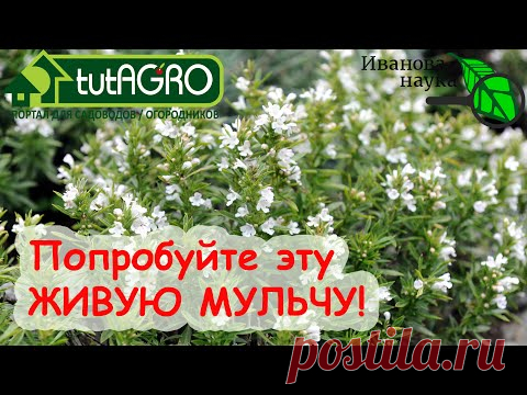 НАСТОЯЩАЯ ЖИВАЯ МУЛЬЧА: гарантия урожая БЕЗ ХИМИИ! - YouTube