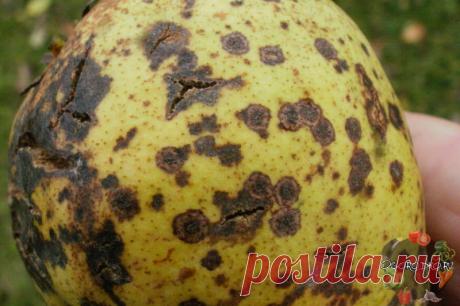 Болезни яблони и груши – незамедлительное лечение спасет деревья! Болезни яблони и груши: профилактика и лечение яблони и груши от парши, мучнистой росы, плодовой гнили, как защитить плодовые деревья от недуга