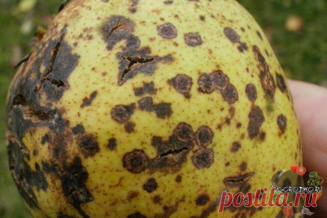 Болезни яблони и груши – незамедлительное лечение спасет деревья! Болезни яблони и груши: профилактика и лечение яблони и груши от парши, мучнистой росы, плодовой гнили, как защитить плодовые деревья от недуга
