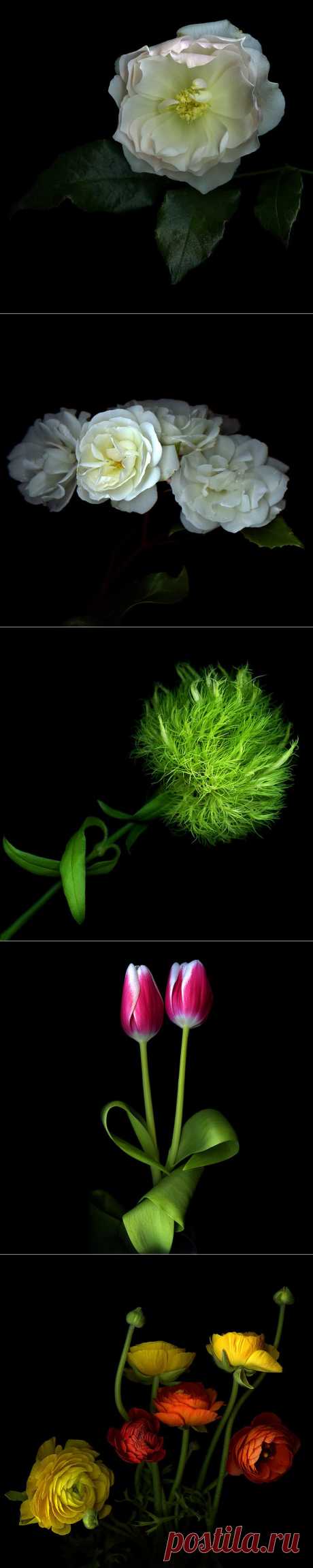 Красота на черном фоне..