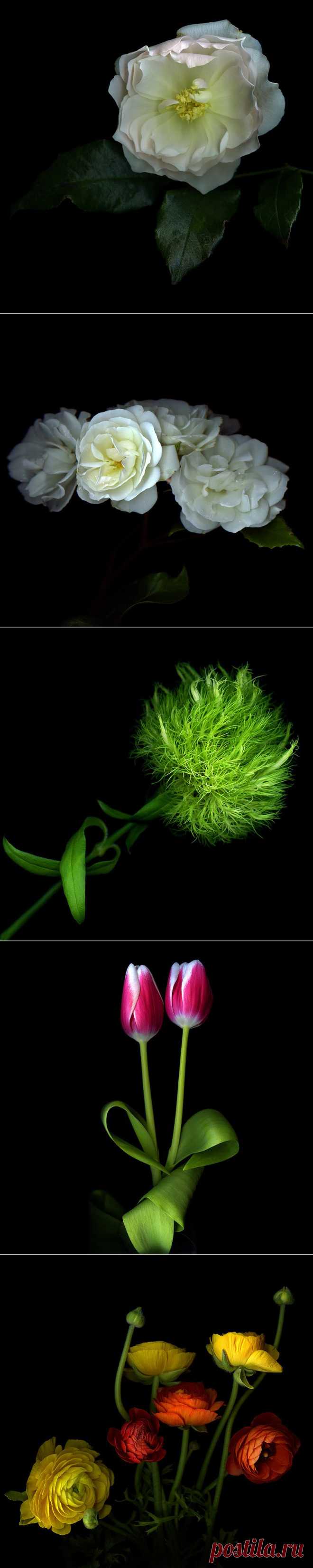 Красота на черном фоне..