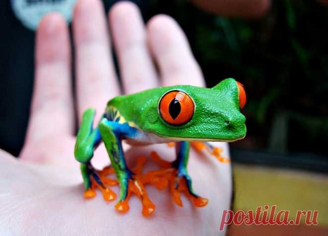 Красноглазая квакша - мультяшная лягушка - Путешествуем вместе