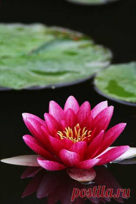 Water Lily | Flowers