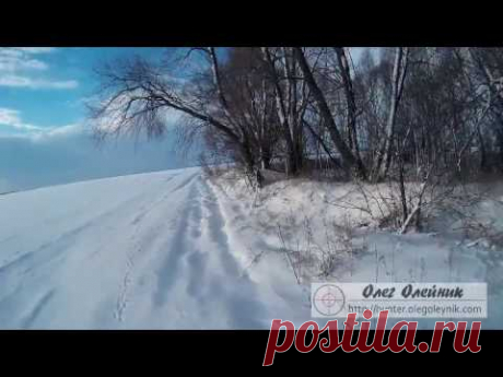 Охота на зайца по первому снегу. Первое тропление зайца в сезоне