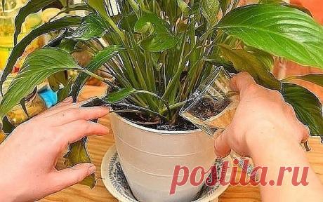 Секрет роскошного комнатного цветника прост: растения нужно хорошо 
подкармливать, иначе не дождаться ни пышной листвы, ни хорошего 
цветения. Жесткая &quot;диета&quot;, когда растение длительное время испытывает 
нехватку питательных веществ, обычно приводит к заболеванию – ведь сил для сопротивления у растения нет. Но как правильно составить меню для зеленых питомцев, учитывая их разные вкусы?
1) Практически все растения любят сахар (а кактусы вообще великие 
сладкоежки). Можно пе...