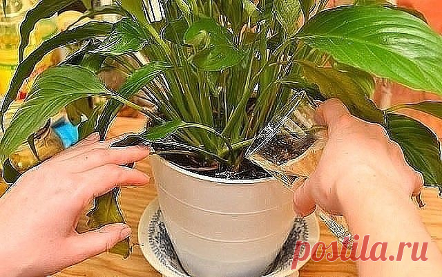 Секрет роскошного комнатного цветника прост: растения нужно хорошо 
подкармливать, иначе не дождаться ни пышной листвы, ни хорошего 
цветения. Жесткая 