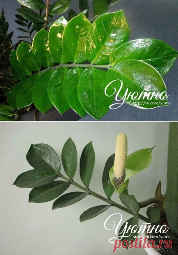 Zamioculcas или "долларовое дерево" - секреты ухода