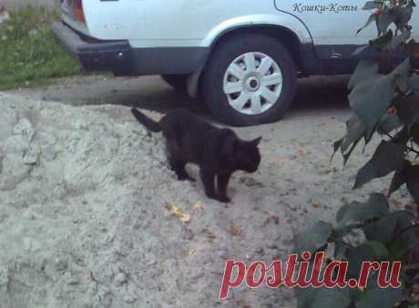 Кошки каждый день – 17 августа 🐈 

Хватит уже бояться чёрных котов. Пора перед ними извиниться. Сегодня, 17 августа, Международный День черного кота. Его также называют День благодарности черным котам или День признательности черной кошке...