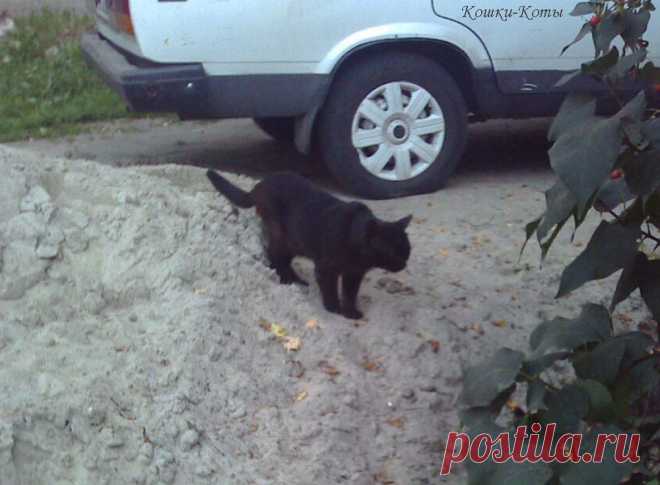 Кошки каждый день – 17 августа 🐈 

Хватит уже бояться чёрных котов. Пора перед ними извиниться. Сегодня, 17 августа, Международный День черного кота. Его также называют День благодарности черным котам или День признательности черной кошке...