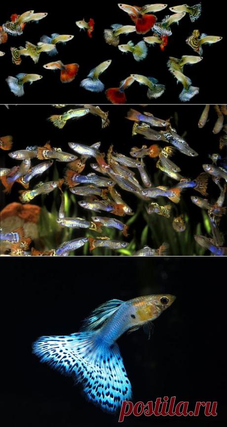 Гуппи рыбки содержание,кормление,разведение,ответы на вопросы