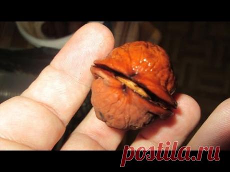 Выращивание грецкого ореха из семян быстрым методом Часть-1