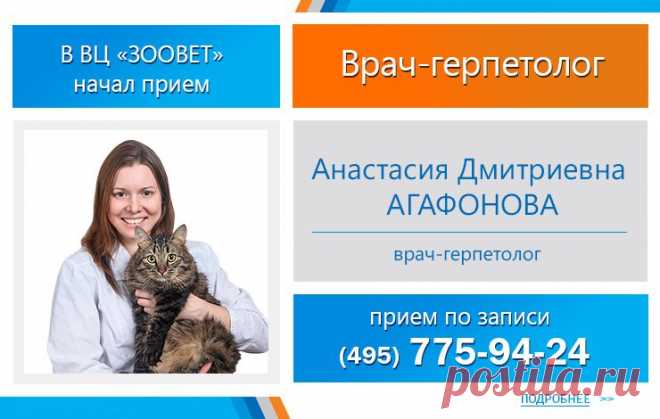 Круглосуточная ветеринарная клиника Зоовет. Лучшая ветеринарная клиника в Москве. Ветеринарный центр, ветклиника, ветеринарная лечебница САО, ЗАО Москвы.