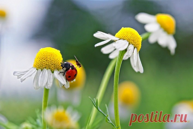 Букет ромашек для читателей!!! Вдохновляйтесь;))) — Фотоискусство