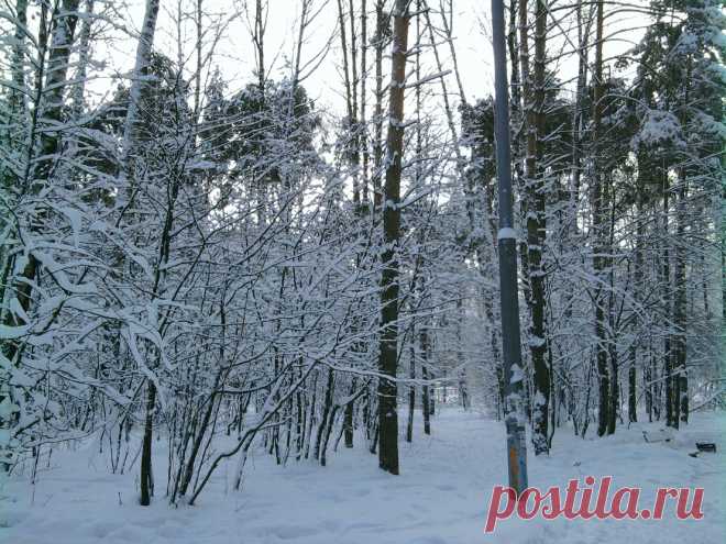 В зимнем парке...
