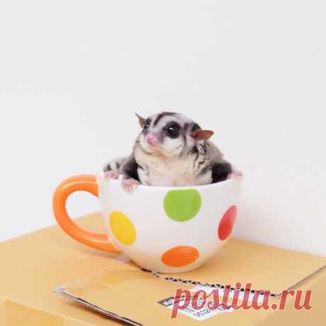 Сахарный поссум - это само очарование!