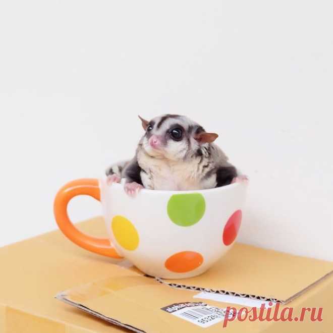 Сахарный поссум - это само очарование!