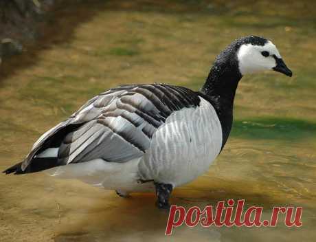 Белощёкая казарка (Branta leucopsis) — Птицы Европейской части России