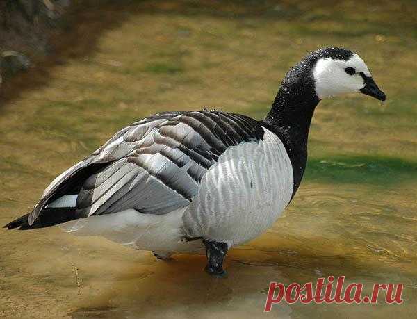 Белощёкая казарка (Branta leucopsis) — Птицы Европейской части России