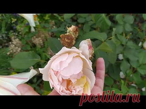 Розы Девида Остина. Достоинства и недостатки. - YouTube