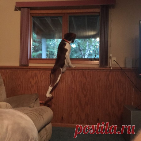 Смешные и забавные собаки