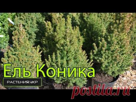 Ель Пицея глаука коника: уход в домашних условиях, фото сизой елки в горшке, посадка picea glauca conica дома, видео