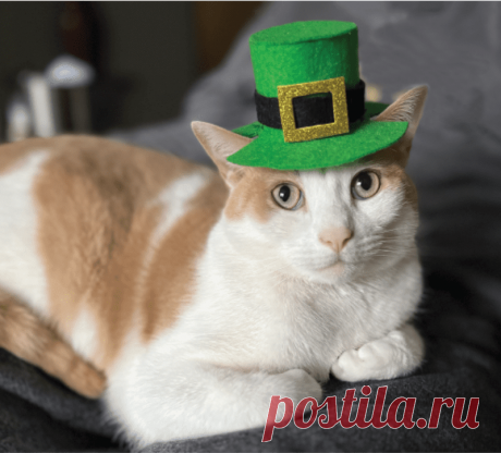 7 Cats Whose Sleeping Positions Boggle the Mind | Catster