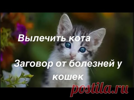 #ЗАГОВОР​ ДЛЯ ЛЕЧЕНИЯ БОЛЕЗНЕЙ У КОШЕК #ВЫЛЕЧИТЬ​ КОТА