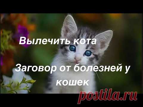#ЗАГОВОР​ ДЛЯ ЛЕЧЕНИЯ БОЛЕЗНЕЙ У КОШЕК #ВЫЛЕЧИТЬ​ КОТА