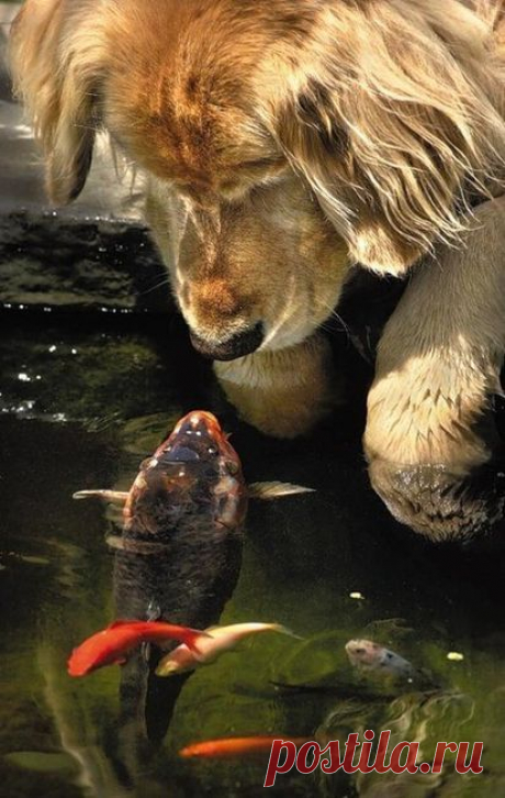 awwww! love it! | Параллельные МИРЫ | Fishing, Fish and Koi