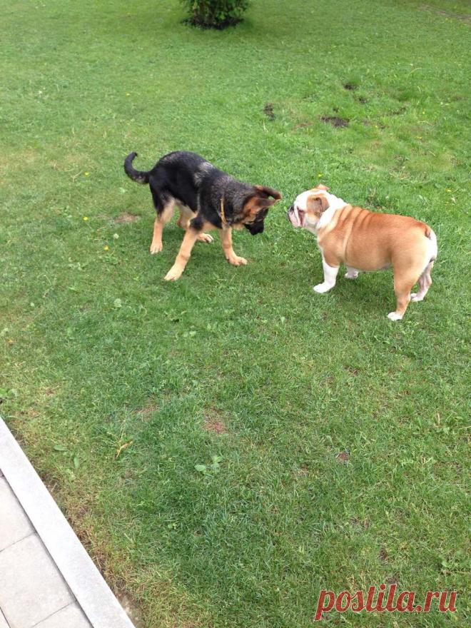 Барин и Жасмин -знакомство