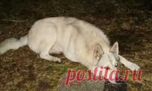 Чиба... из цикла "Мои собаки"... | Четвероногий юмор