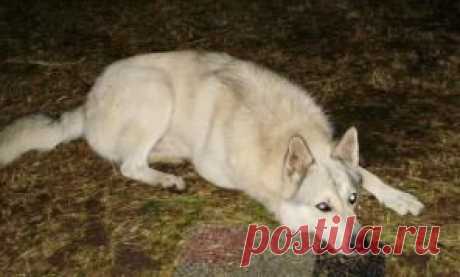 Чиба... из цикла "Мои собаки"... | Четвероногий юмор