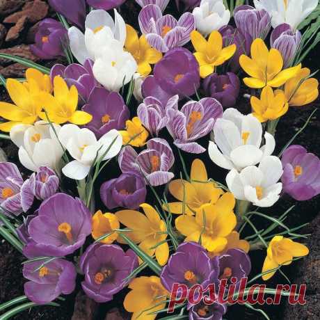 Выбираем и сажаем мелколуковичные | Дачный участок