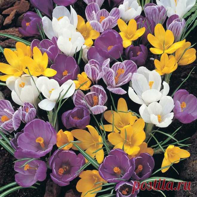 Выбираем и сажаем мелколуковичные | Дачный участок