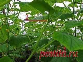 Подвязка, формирование огуречной плети